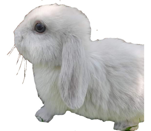 Heno De Alfalfa Para Conejo 3kg