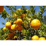 Calamondin Naranja Enana Cítrico Exótico Árbol Frutal