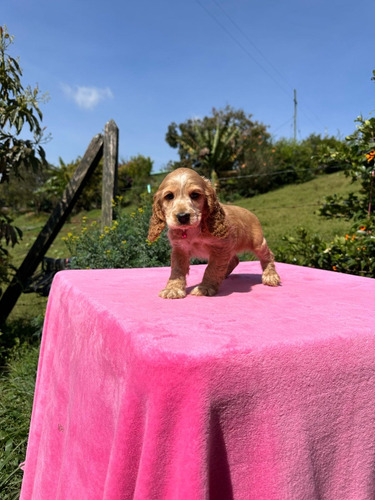 Cachorros Cocker Bogotá Animal Pets Colombia 