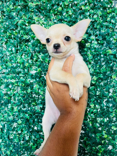 Chihuahua Pelo Curto Femea Linda Creme 