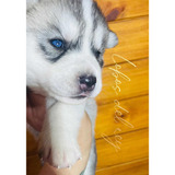 Cachorro Siberian Husky Hembra C/pedigree