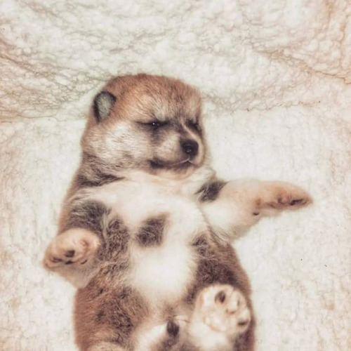 Cachororros Akita Inu De Raza Pura