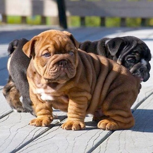 Cachorros Bulldog Ingles Bull Dog Ingles Perrito Cachorrito