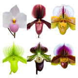 Kit 3 Orquídeas Sapatinho Paphiopedilum  No Vaso Ft