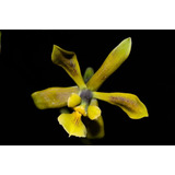 Orquidea Encyclia Serroniana 