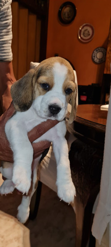 Cachorros De Beagle!!! Muy Lindos Y Jugetones