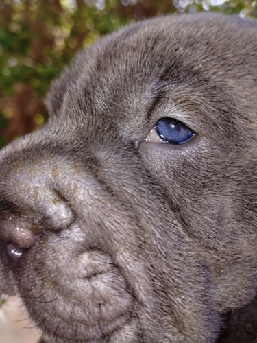 Shar Peí Hembra Blue Con Carnet De Sanidad. Precio De Seña. 