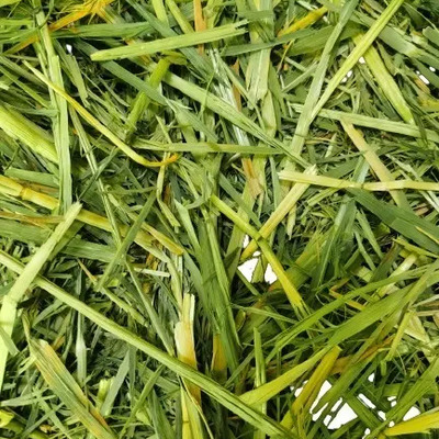 10kg De Heno De Avena 100% Orgánica | Envío gratis