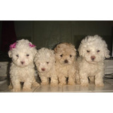 Cachorros Poodle Tacita De Te Ya Vacunados