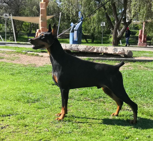 Se Venden Cachorros Doberman Exoticos