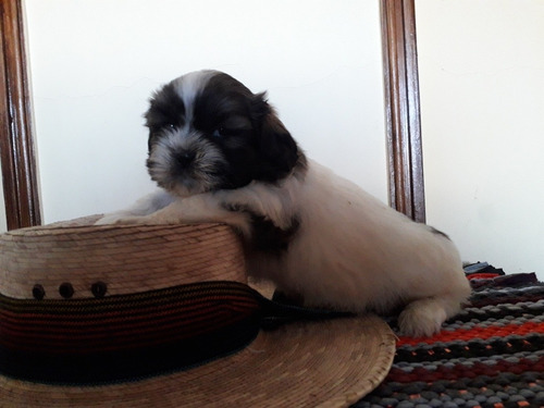  Cachorros Shih Tzu,shitzu, Hembritas Y Machitos 