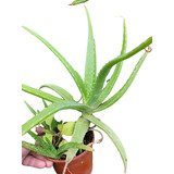 Aloe Vera Barbadensis. El Original. Con Flores Amarillas.