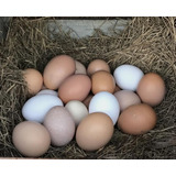 Huevos Fértiles Gallina Criolla Huevos De Colore En Pastoreo