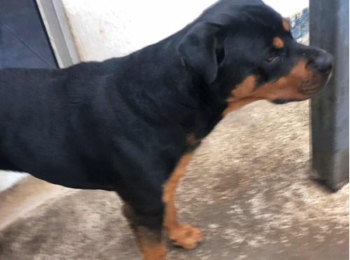 Rottweiler Filhotes Com Pedigree Só