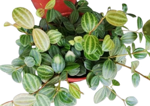 Planta Peperomia Watermelon Colgante 