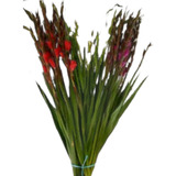  60 Pz D Bulbos Jumbos Revuelto D Gladiolas