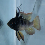 Ramirezi Dark (mikrogeophagus Ramirezi) 3 A 4 Cm Casal