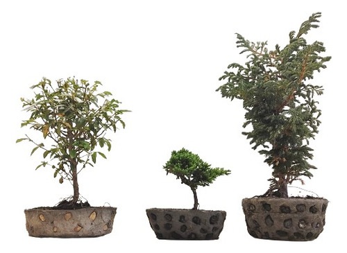 Escoge Tu Bonsai + Matera En Cemento Bogotá Y Alrededores