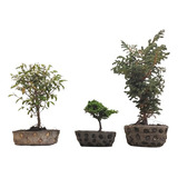 Escoge Tu Bonsai Decorativo Con Matera En Cemento Bogotá