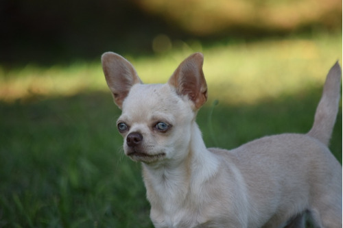 Chihuahua Macho Ojos Azules Envío Gratis 