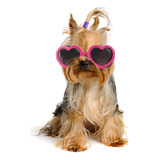 Gafas De Sol Para Perros De Raza Pequeña, Forma De Corazón