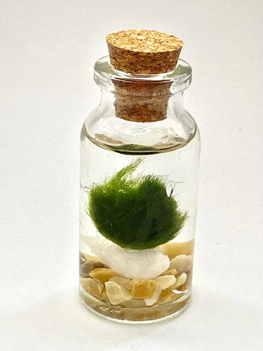 Marimo Moss Ball Baby