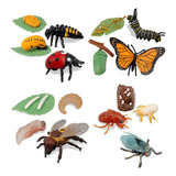 16 Figuras De Insectos Con Forma De Ciclo De Vida De La Mari