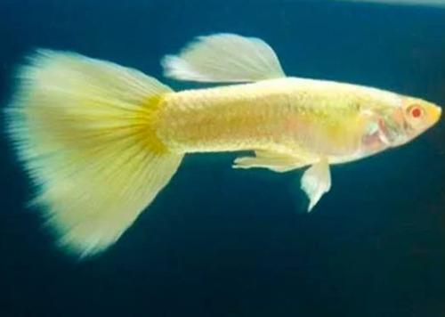 Pacote C/20 Peixes Lebiste Yellow Micariff-água Doce-aquário