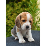 Beagle Auténticos Cachorros Vip