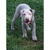 Hembritas De Dogo Argentino Puras