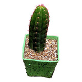 Maceta Cactus Echinopsis Peruvianus
