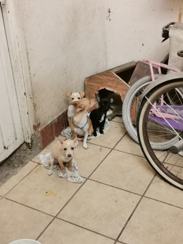 Cachorros Chihuahua