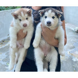 Filhotes De Husky Siberianos No Litoral Norte De São Paulo.