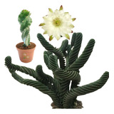 Cereus Forbersii - Espiralado [cactus]