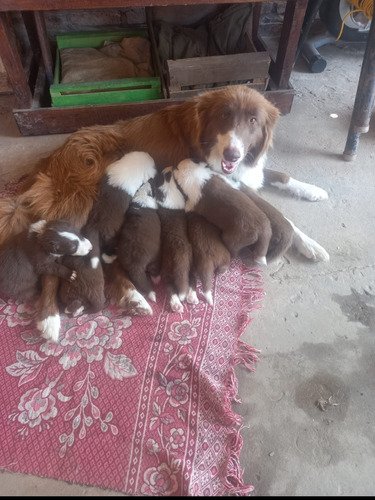 Cachorros Border Collie Chocolate