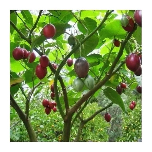 500 Semillas De Árbol Tomate De Árbol Para Maceta, Huerta