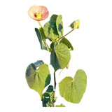 Malvavisco Rosa Grande Abutilon Pauciflorum Planta Nativa