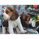 Cachorros Beagle