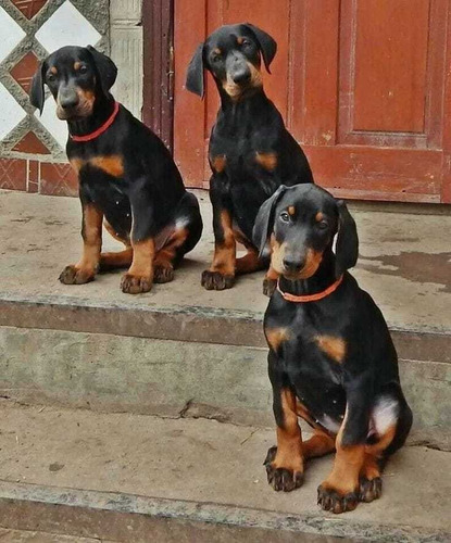 Doberman Cachorros Hermosos Puppys
