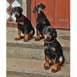 Doberman Cachorros Hermosos Puppys