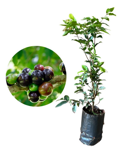 Muda De Jabuticaba Hibrida Para Produzir + Amostra De Adubo!