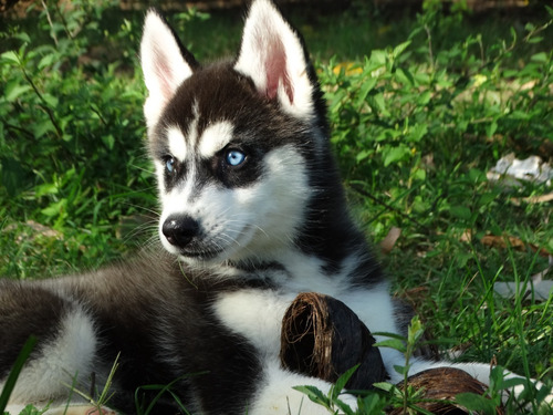 Husky Siberiano