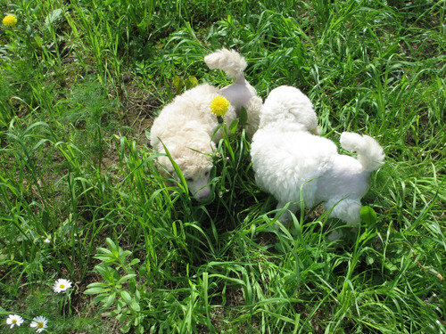 Espléndido,elegancia Poodle Línea Campeones