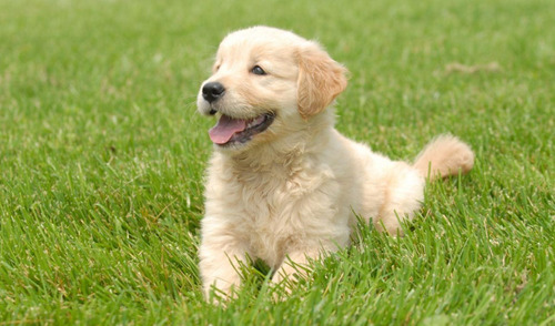 Um  Cão Lindo Golden, Seu Companheiro.