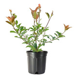 Photinias, Fotinias Para Cercos, 50cm  Super Oferta X Mayor!