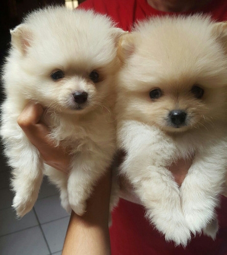 Cachorros Pomerania Mini Vacunados 