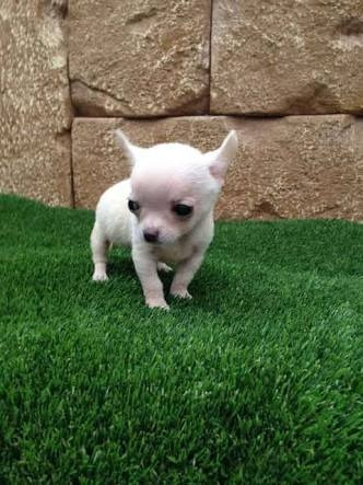 Chihuahua Blanco, Beige Opinto