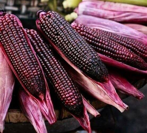 100 Semillas De Maiz Morado Elote Extra Dulce 100 Semillas