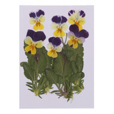 12 Paquetes De Flores Secas Reales Prensadas Viola Para Arte