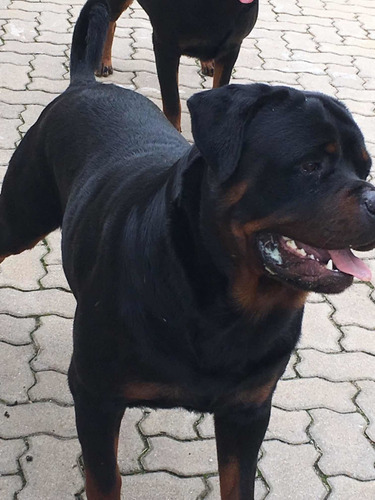 Filhote Rottweiler  Alemao Cabecudo 100% Puro